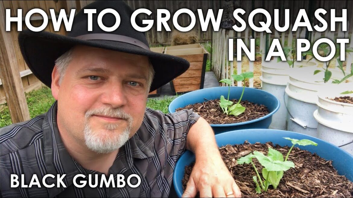 How to Grow Squash in Containers || Black Gumbo How to Grow Squash in Containers || Black Gumbo