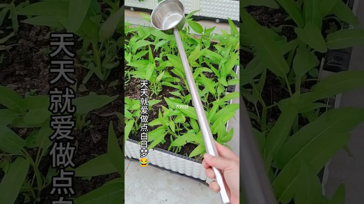 Garden Vlog from countryside with vegetable natural Garden Vlog from countryside with vegetable natural