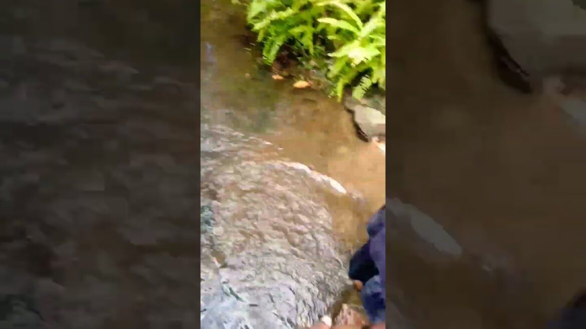 #shorts | ¥ Island Botanical Garden Design ¥ | travel vlog 😲🤩