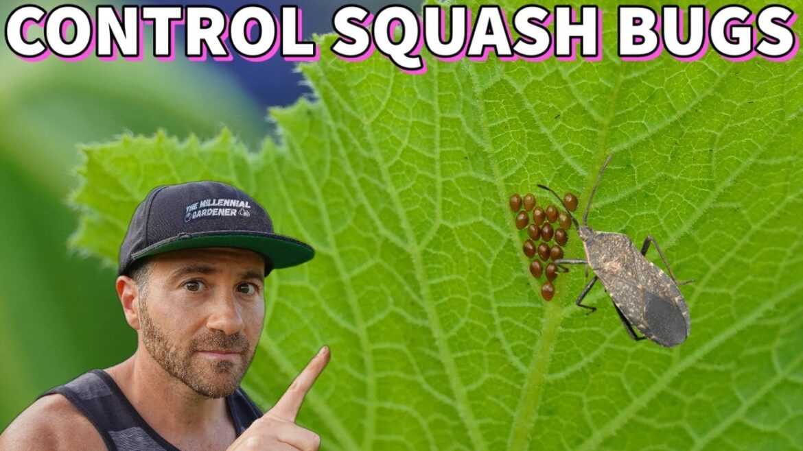 This Easy Tip Eliminates The DREADED SQUASH BUG From Your Garden! This Easy Tip Eliminates The DREADED SQUASH BUG From Your Garden!