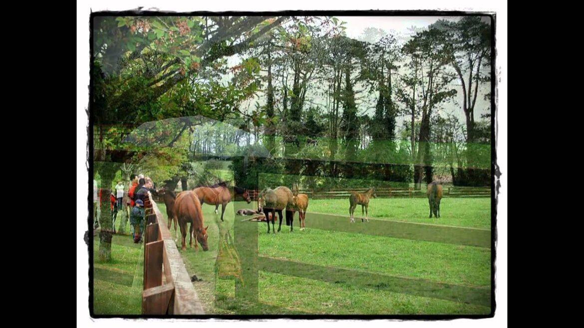 Japanese Gardens & Irish National Stud (Kildare, Ireland) Japanese Gardens & Irish National Stud (Kildare, Ireland)