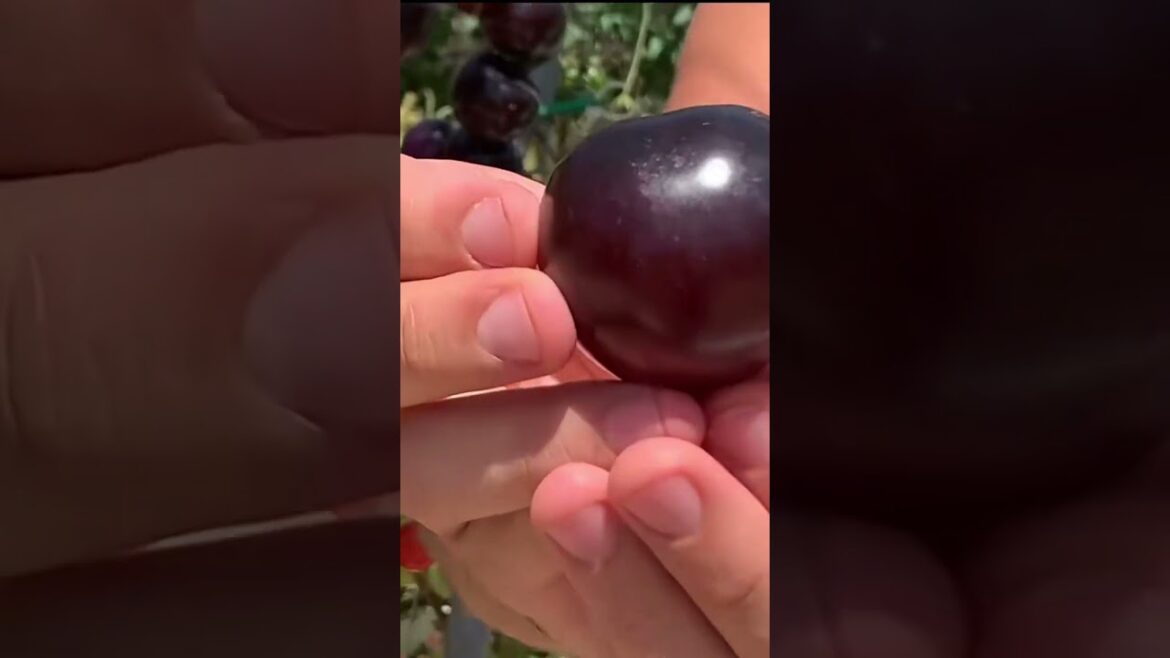 Vertical farming with tomatoes on an aeroponic tower