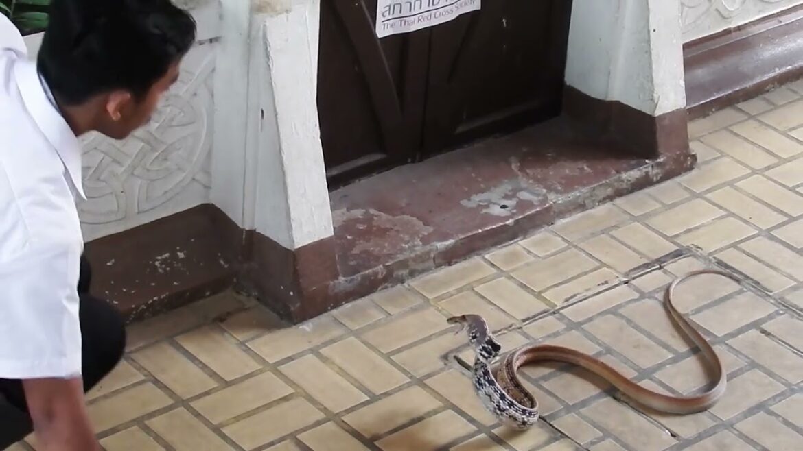 Fierce Fridays: King Cobra snake attack? or Burmese Python selfie