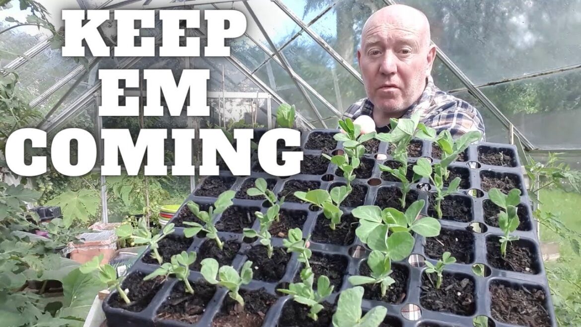 Keep Those Plants Coming [Gardening Allotment UK] [Grow Vegetables At Home ]