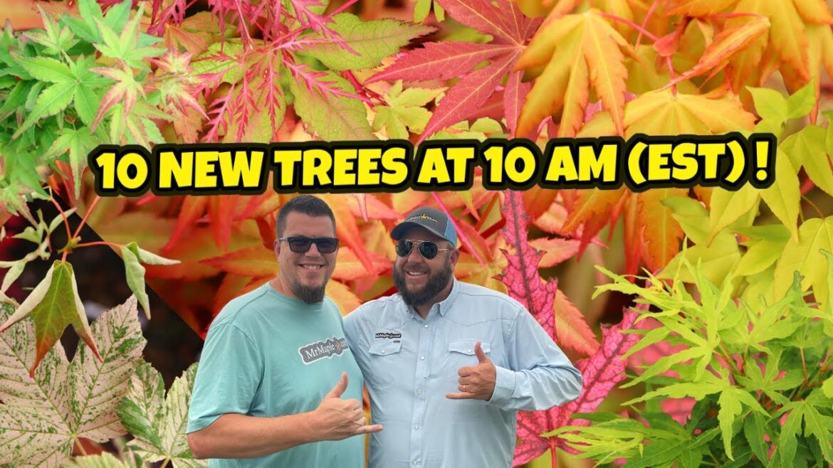 Tuesday’s Electric 10 New Trees at 10 AM (EST) | MrMaple | Japanese Maples for Your Garden Design Tuesday’s Electric 10 New Trees at 10 AM (EST) | MrMaple | Japanese Maples for Your Garden Design