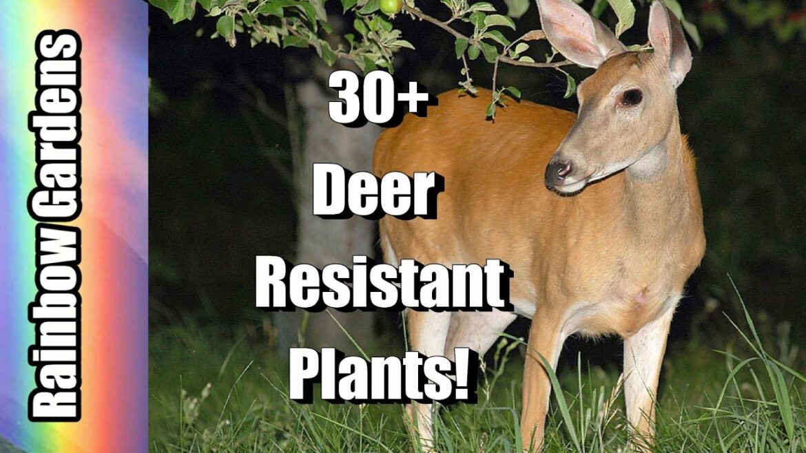 30 + Deer Resistant Plants! Mostly Edible Too! Help Planning Your Deer Resistant Garden Today 30 + Deer Resistant Plants! Mostly Edible Too! Help Planning Your Deer Resistant Garden Today
