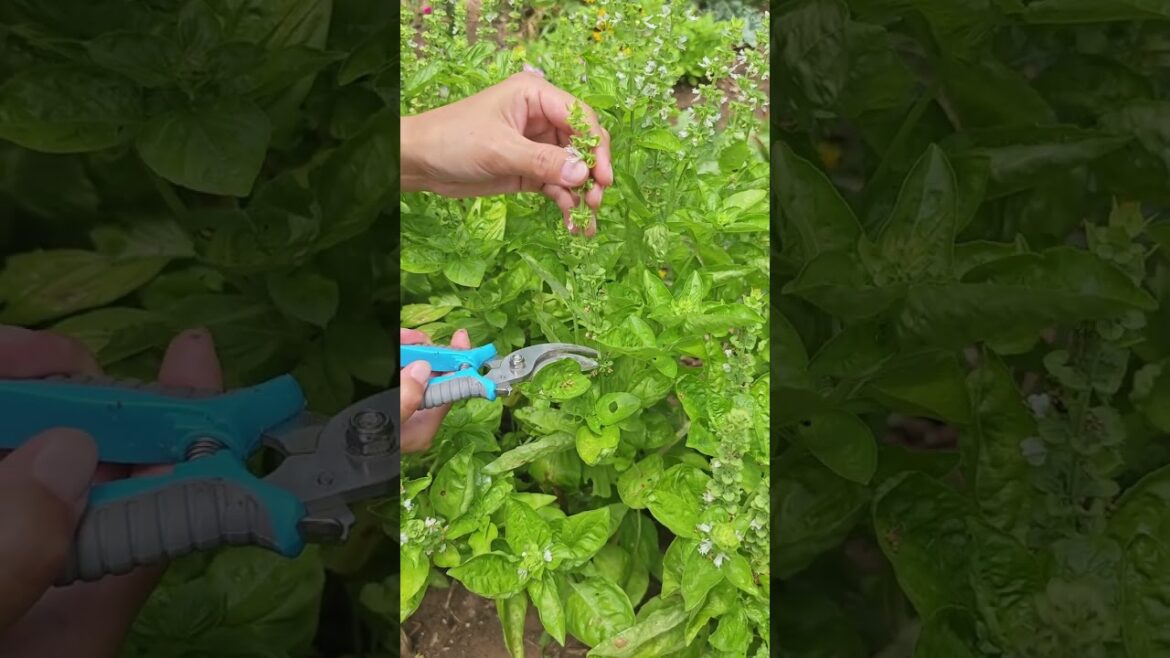 How to prune BASIL #shorts