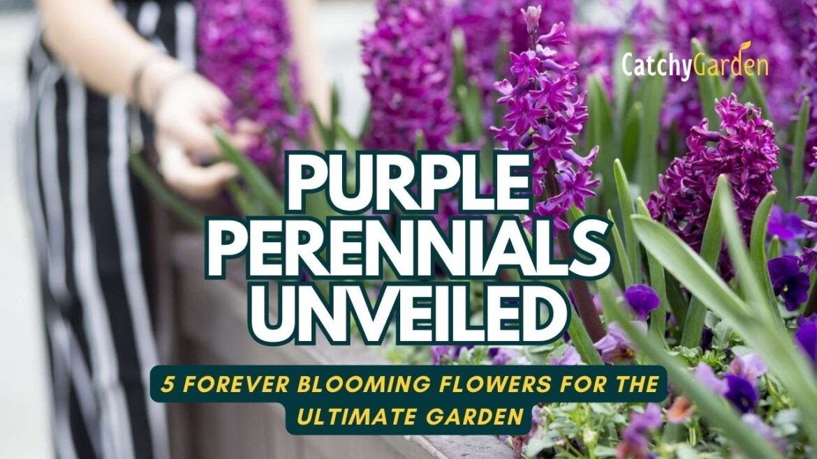 Purple Perennials Unveiled: 5 Forever Blooming Flowers for the Ultimate Garden 💐🌷👍