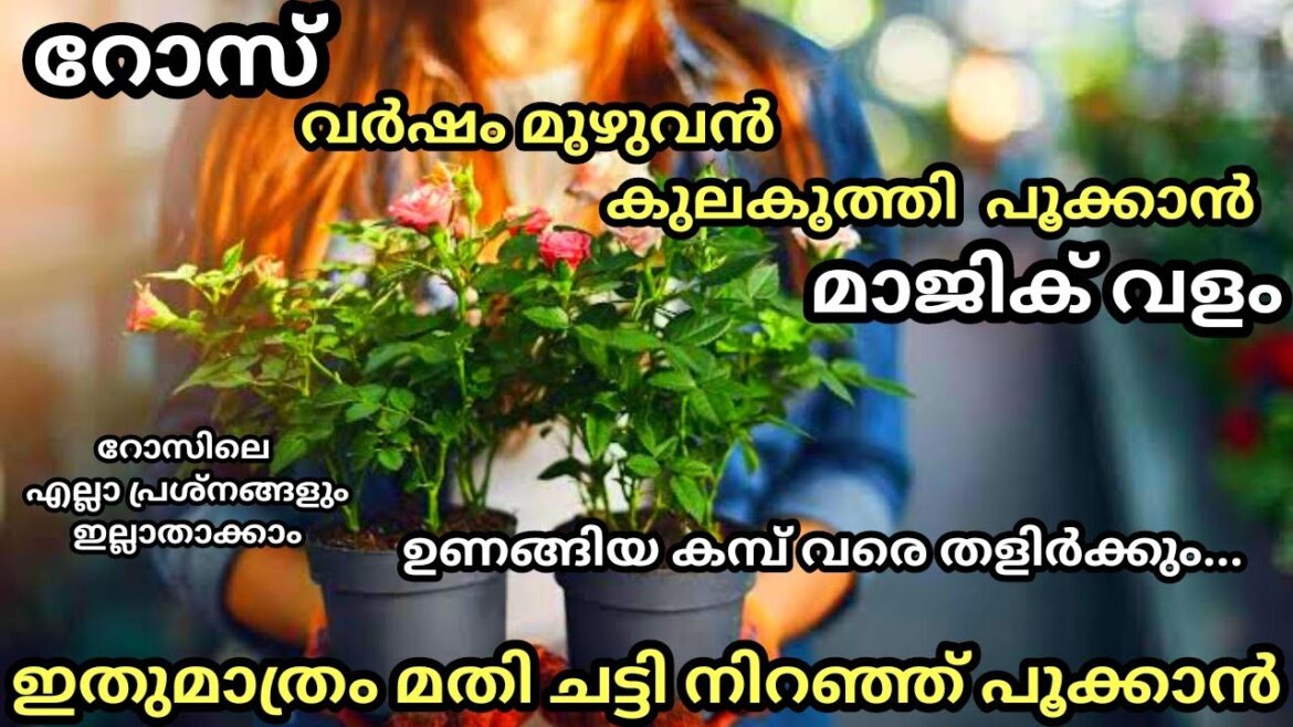 റോസ് ഭ്രാന്ത് പിടിച്ചതുപോലെ കുലകുത്തി പൂക്കും/ Rose gardening Tips / Homemade fertilizer/ Rose care റോസ് ഭ്രാന്ത് പിടിച്ചതുപോലെ കുലകുത്തി പൂക്കും/ Rose gardening Tips / Homemade fertilizer/ Rose care
