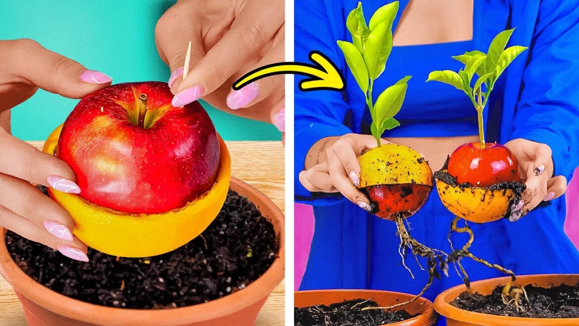 Your Dream Garden: Gardening Hacks, Plant Care Your Dream Garden: Gardening Hacks, Plant Care
