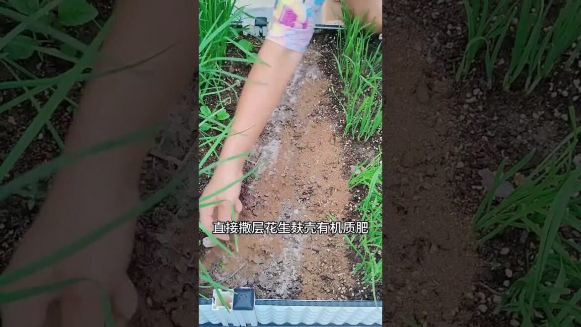 Garden Vlog from countryside with vegetable natural Garden Vlog from countryside with vegetable natural