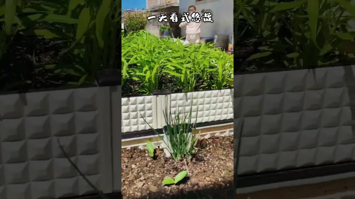 Garden Vlog from countryside with vegetable natural Garden Vlog from countryside with vegetable natural