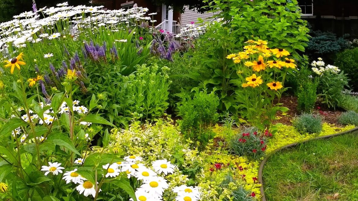 Color Of The Summer In Our Front Yard Garden | Perennial Garden Tour #garden #gardentour #gardening