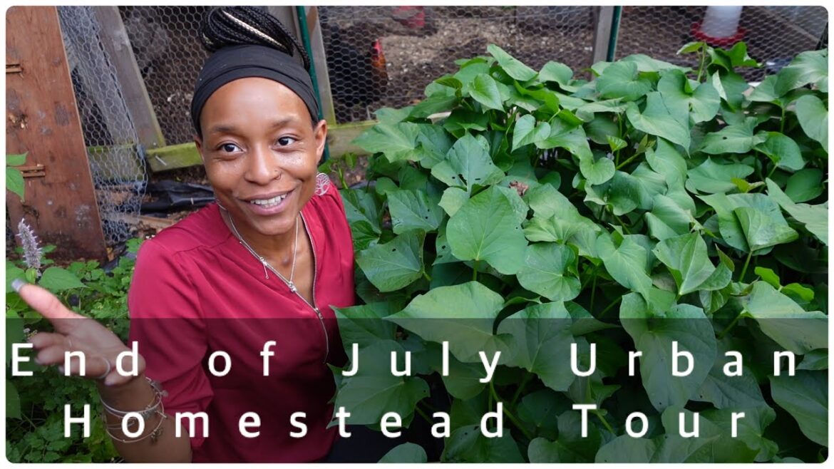 July Urban Homestead Tour | Harvesting and Snacking | (The Girls Always Think I Have Food) July Urban Homestead Tour | Harvesting and Snacking | (The Girls Always Think I Have Food)
