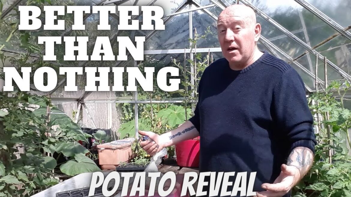 Potato Reveal [Gardening Allotment UK] [Grow Vegetables At Home ]