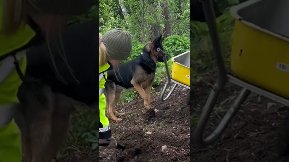 Chaotic Dogs Destroys Pet Parent's Gardening!