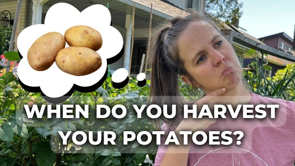 Beginner Vegetable Gardening: Potato Questions Answered!