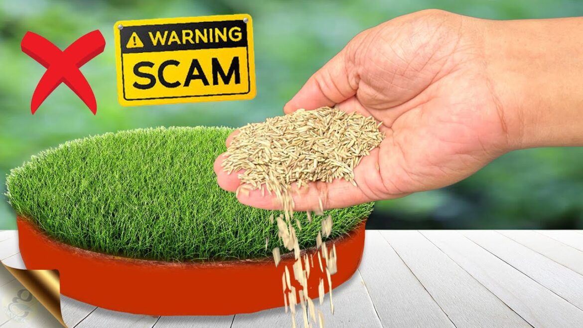 6 SECRETS TO GROW LAWN GRASS FROM SEED | Beware of Seed Scams 6 SECRETS TO GROW LAWN GRASS FROM SEED | Beware of Seed Scams