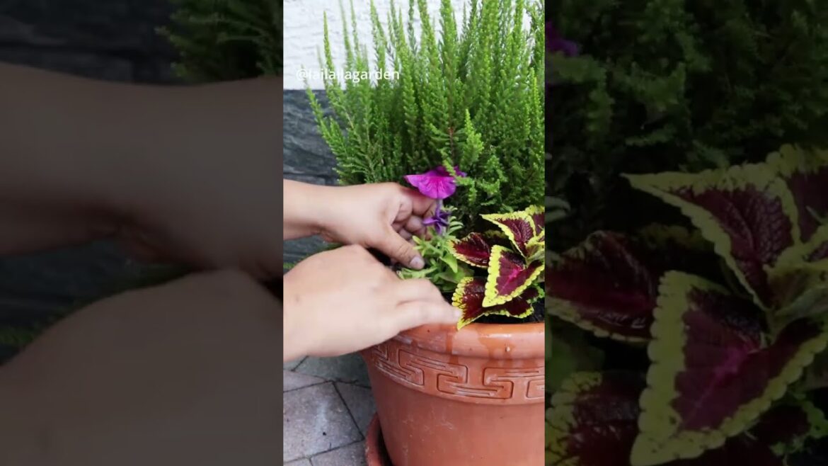 How to grow Petunia gardening | plant propagation garden design #gardening #garden #petunia #nature