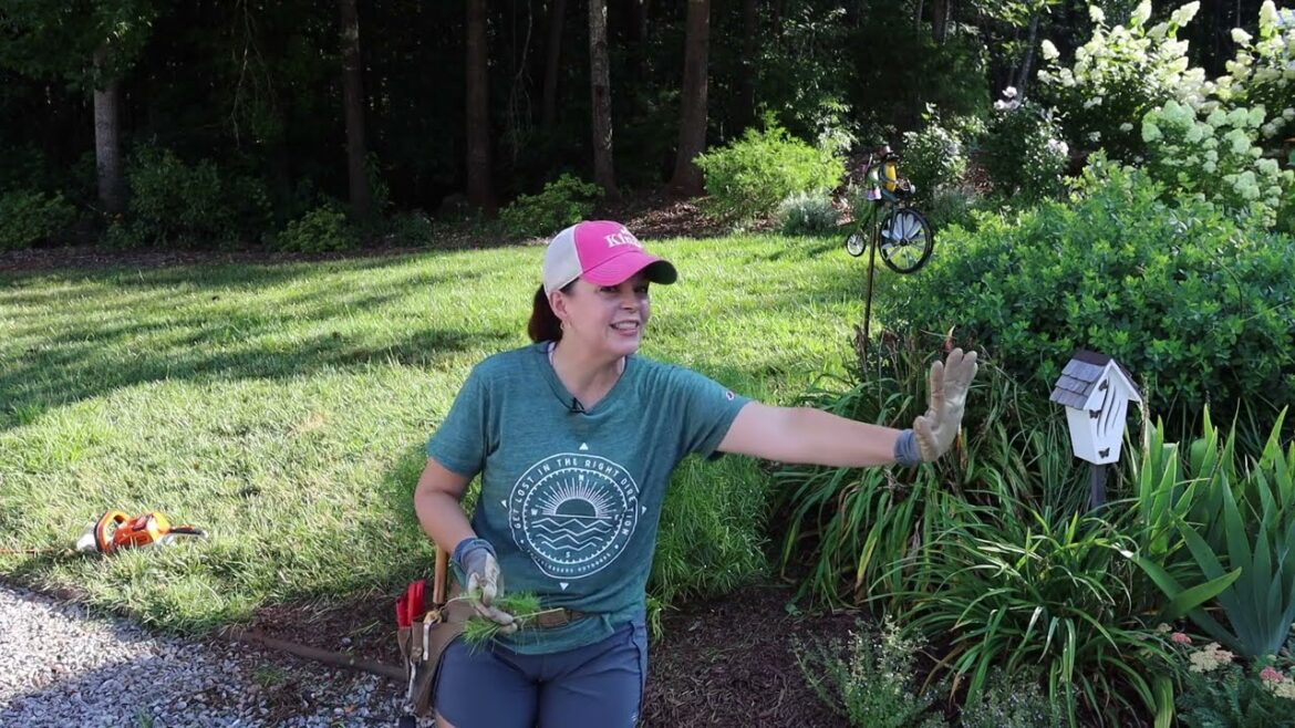 Mid-Summer Perennial Maintenance | Gardening with Creekside