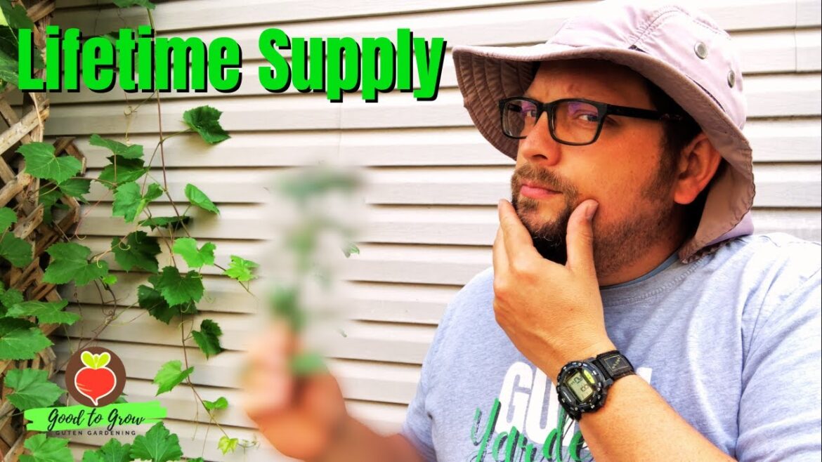 Plant These 3 Edible Annuals ONCE and You’ll Have Them FOR LIFE! Plant These 3 Edible Annuals ONCE and You'll Have Them FOR LIFE!