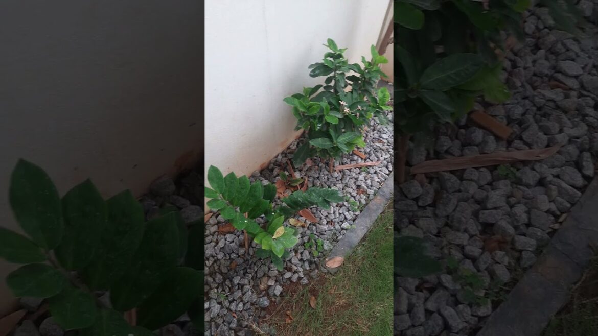 Small Frontyard Garden | Love Plants #shorts #reels #gardening