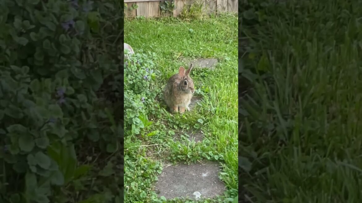 Making Friends with Wild Bunny Rabbit hanging out in my backyard garden! UP CLOSE #short #shorts Making Friends with Wild Bunny Rabbit hanging out in my backyard garden! UP CLOSE #short #shorts
