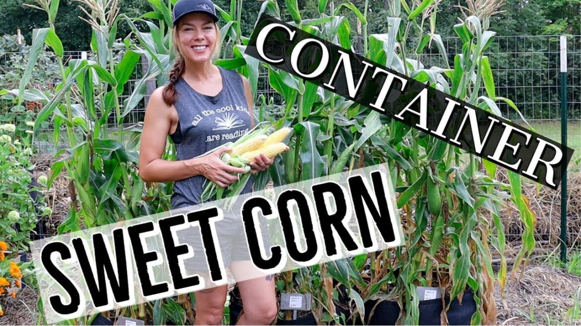 Can I Grow Sweet Corn in a Container? Absolutely!