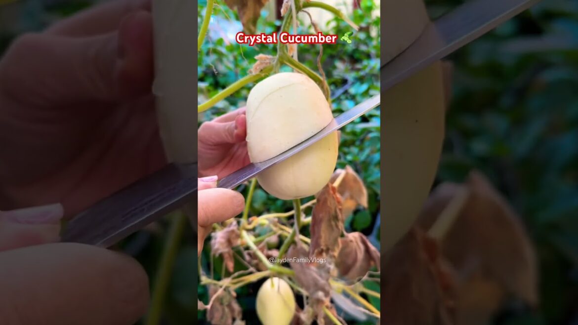 Crystal Cucumber 🥒😱😱 #shorts #satisfying #fruitcutting #food #oddlysatisfying