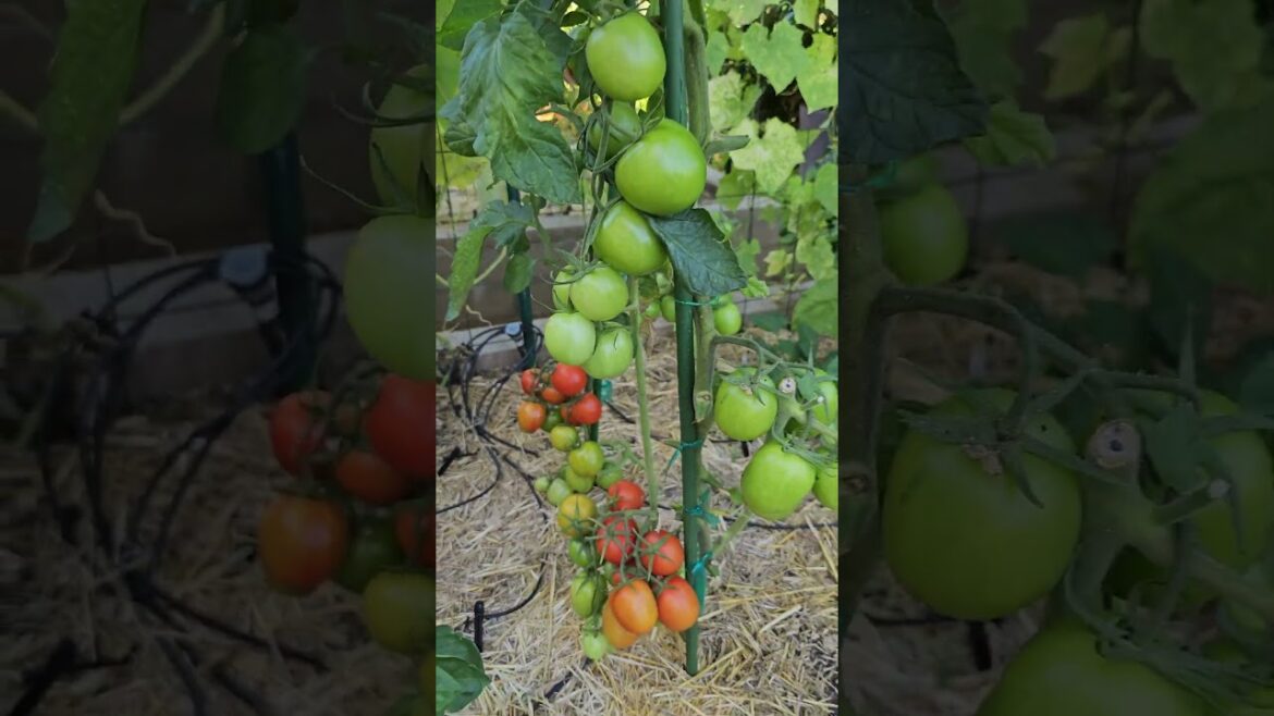 Tomato Gardening Hacks: Grow Juicy Tomatoes, Not Just Leaves! 🍅🌱 #shorts