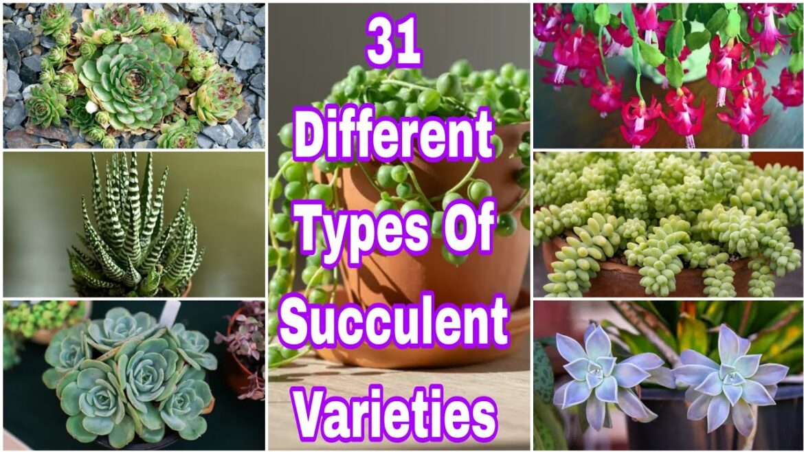 31 Different Type Of Succulent Grow in Your Garden || Succulent Varieties 31 Different Type Of Succulent Grow in Your Garden || Succulent Varieties