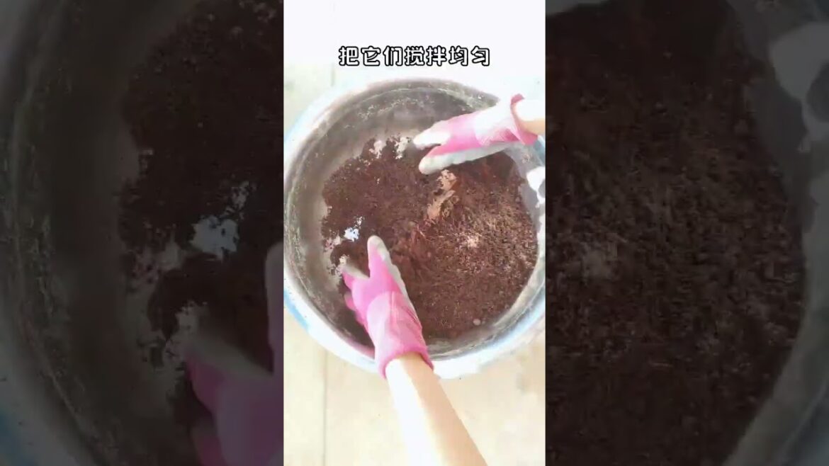 Garden Vlog  from countryside with vegetable natural