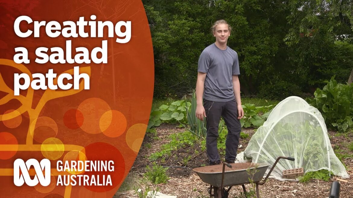 How to plant a salad patch for consistent supply | Gardening 101 | Gardening Australia