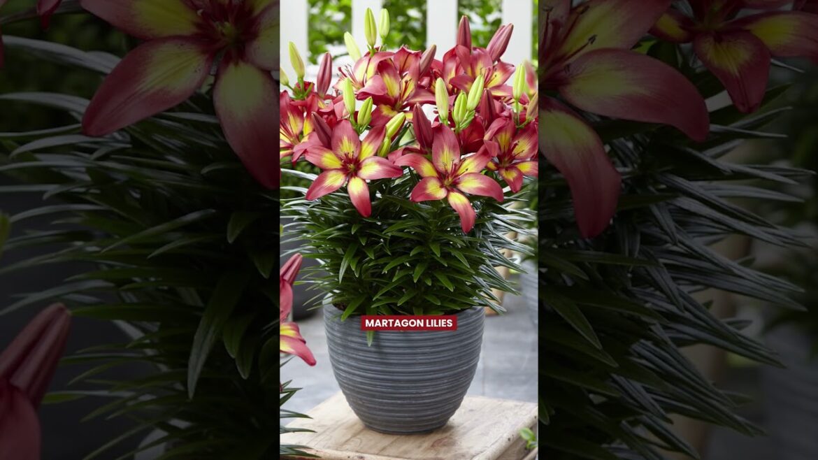 Best Lilies for Pots and Containers #liliy #flowers #gardening