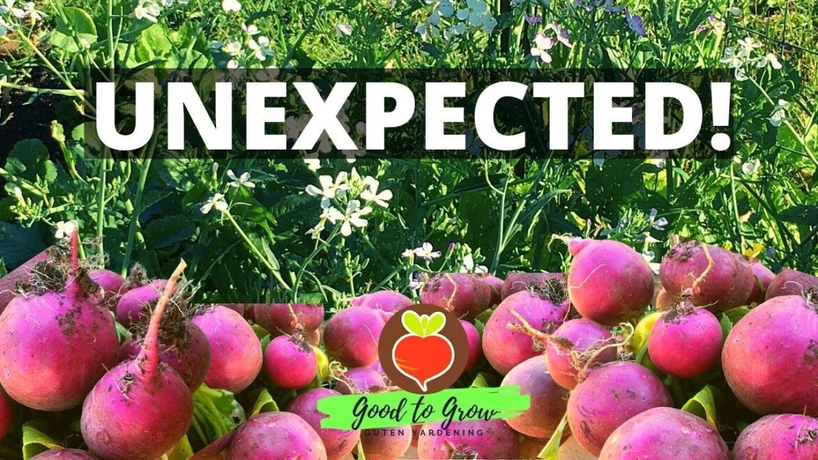 No Need To Pull Them | Bolting Veggies | Edible Radish Seed Pods | Guten Yardening