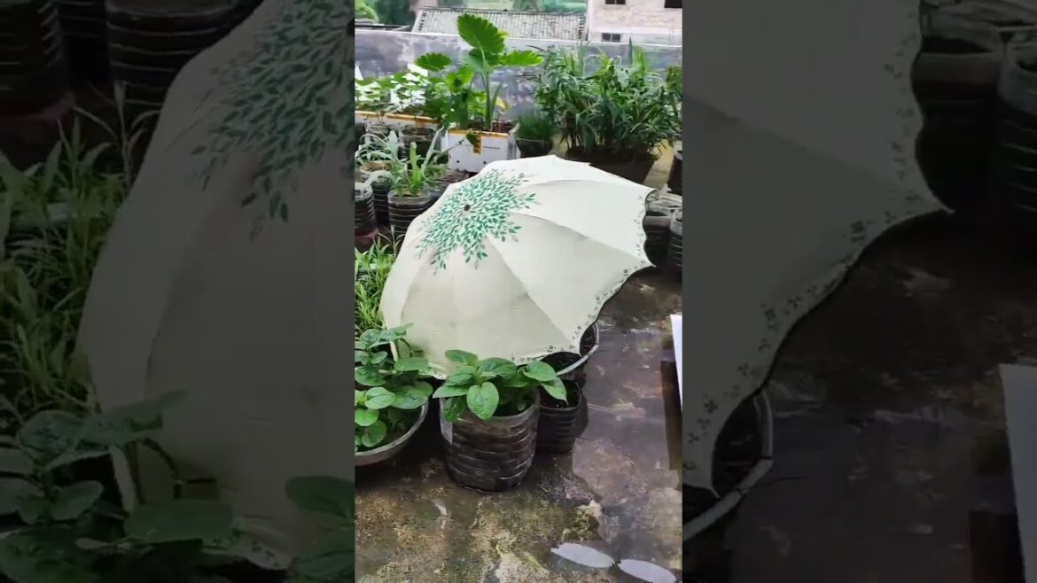 Garden Vlog  from countryside with vegetable natural