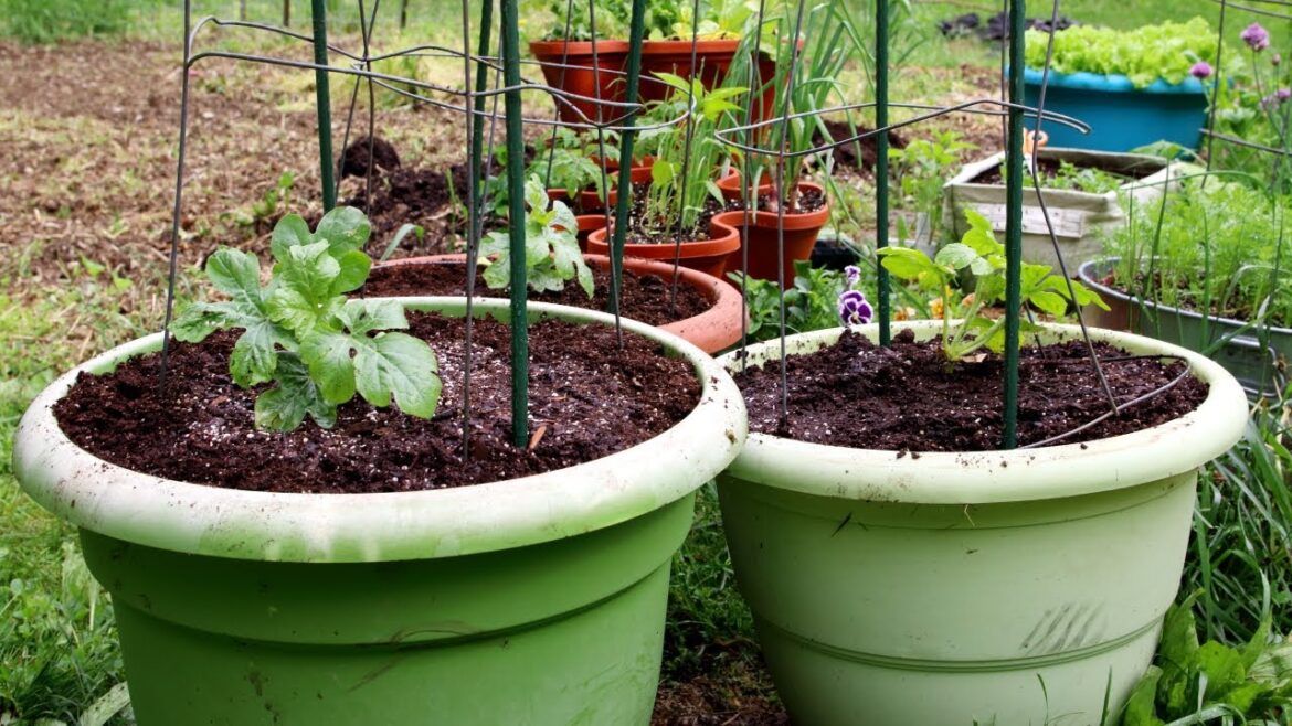 Planting Watermelons In Containers-Container size, Planting, Fertilizing, Easy Vertical Trellis