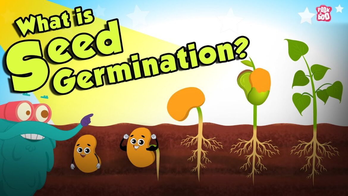 What Is Seed Germination? | SEED GERMINATION | Plant Germination | Dr Binocs Show | Peekaboo Kidz What Is Seed Germination? | SEED GERMINATION | Plant Germination | Dr Binocs Show | Peekaboo Kidz