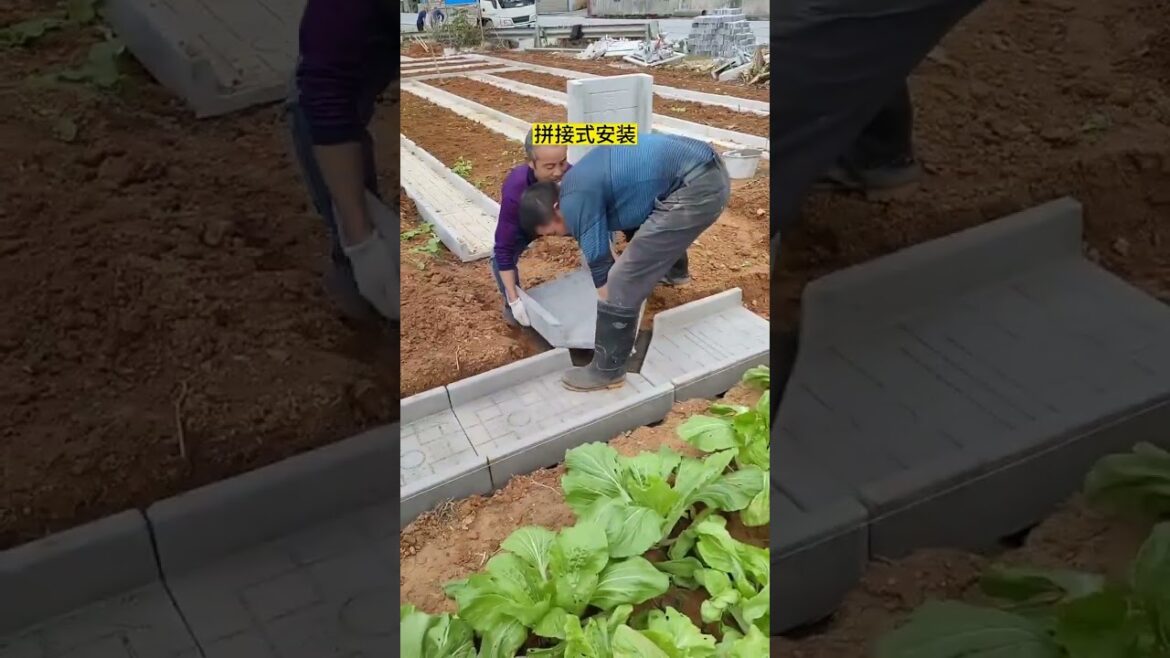 Growing vegetable in home garden, #short Growing vegetable in home garden, #short