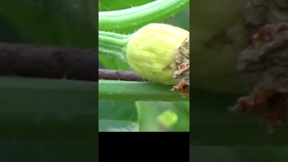 Pumpkin not setting fruit #shorts #pumpkins #gardentips Pumpkin not setting fruit #shorts #pumpkins #gardentips