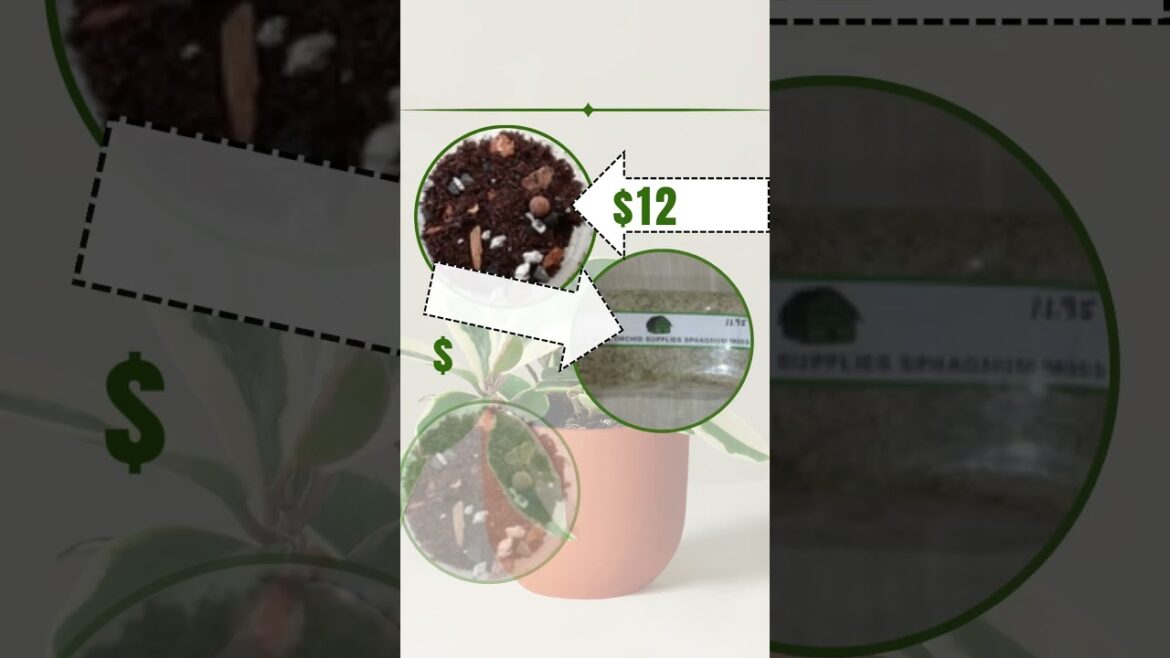 Hoya Pots and Supplies for Indoor Gardening: Shop Now From Green Barn Orchid! #shorts