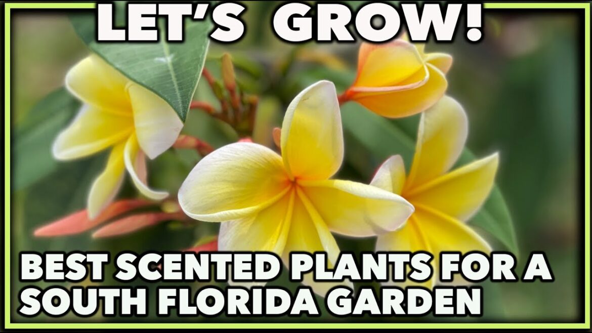 BEST SCENTED PLANTS FOR SOUTH FLORIDA BEST SCENTED PLANTS FOR SOUTH FLORIDA