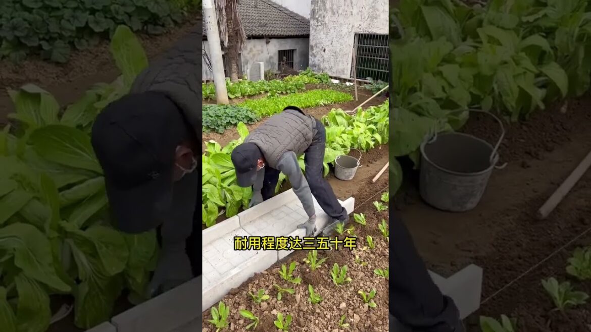 Growing vegetable  in home garden,  #short