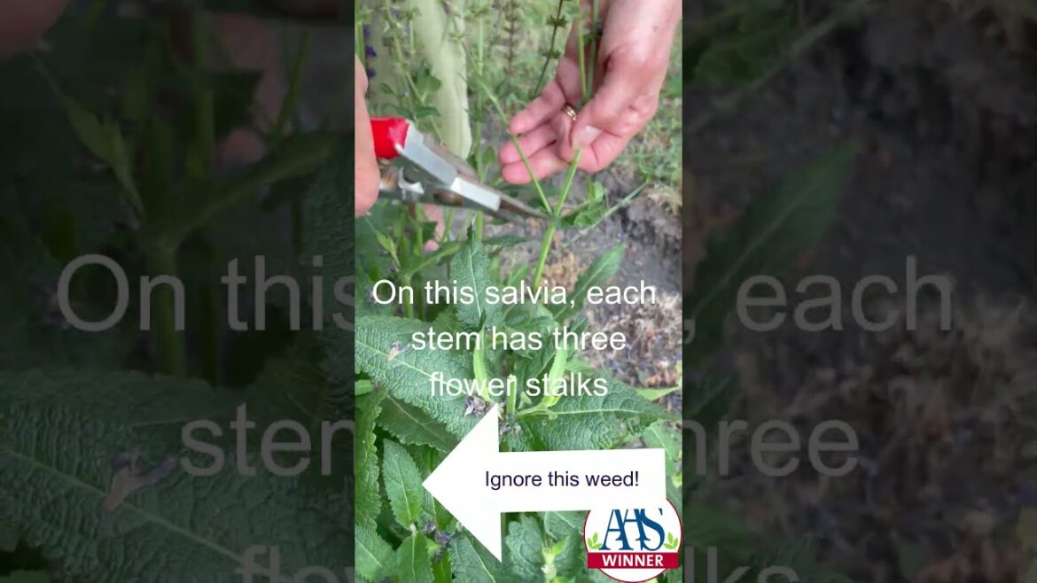 All-America Selections Flowers & Vegetables: Boost Flowers & Pollinators: Deadheading Salvia Blue By You! Boost Flowers & Pollinators: Deadheading Salvia Blue By You!