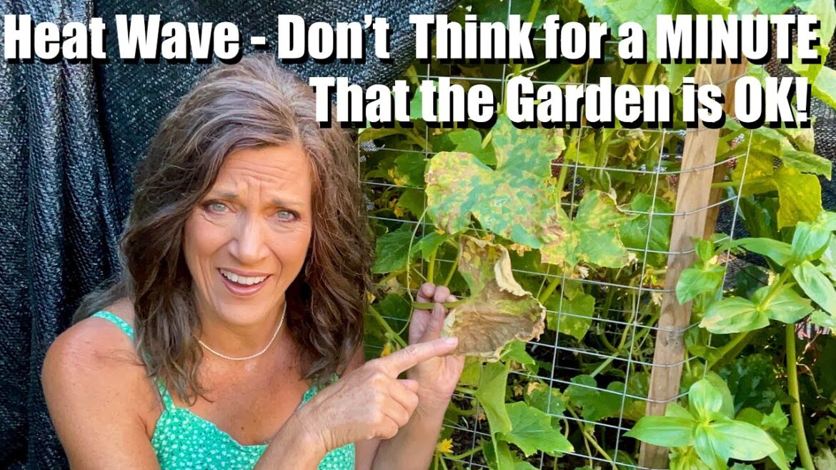 CaliKim: Heat Wave: Don’t Think for a MINUTE Your Vegetable Garden is OK! Heat Wave: Don’t Think for a MINUTE Your Vegetable Garden is OK!