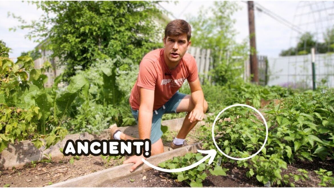 We're Growing ANCIENT Vegetable Varieties - Here's Why