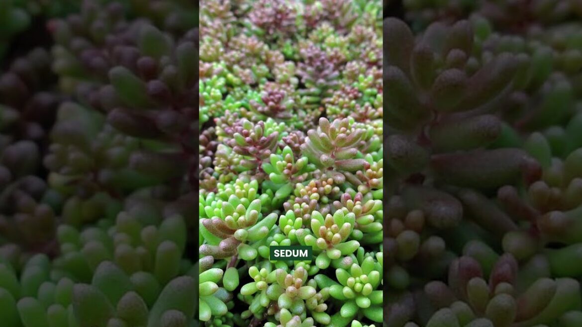 Beautiful Fast Growing Ground Cover Plants #plants #ground #gardening