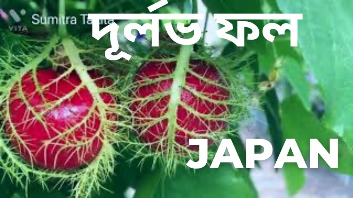 Most Beautiful Japanese Garden #Greenhouse sumitratakita Most Beautiful Japanese Garden #Greenhouse sumitratakita