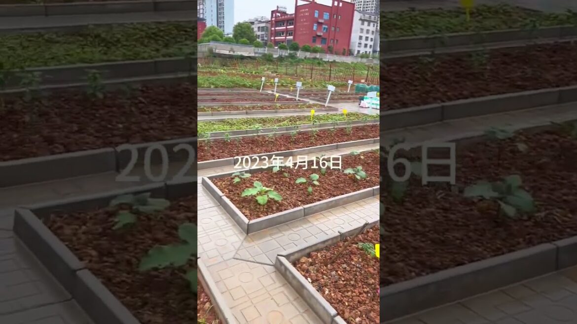 Garden Vlog from countryside with vegetable natural Garden Vlog from countryside with vegetable natural