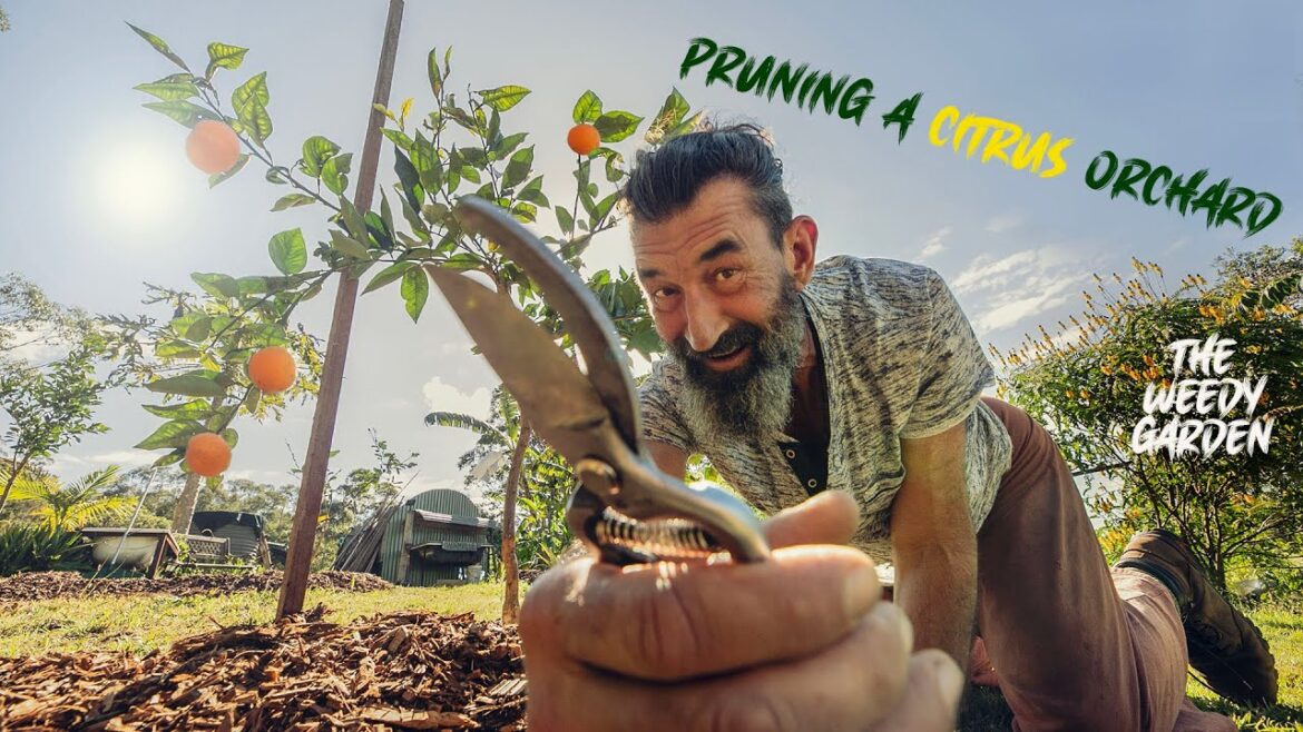THE ART OF CITRUS TREE PRUNING – Tips for a bountiful harvest THE ART OF CITRUS TREE PRUNING - Tips for a bountiful harvest